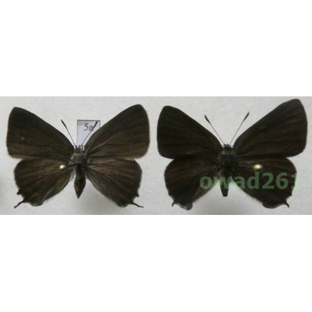 Satyrium w-album (Knoch, 1782) pair Czech5a